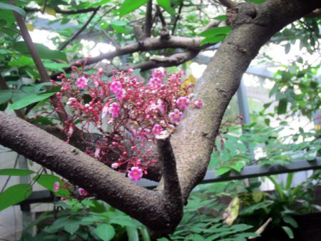 �X�^�[�t���[�c(Star fruit)