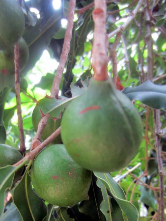 �}�J�f�~�A�i�b�c(Macadamia nut)