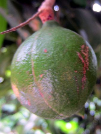 �}�J�f�~�A�i�b�c(Macadamia nut)