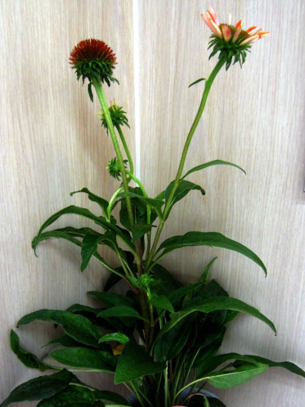 �G�L�i�Z�A�E�v���v���A(Echinacea purpurea)