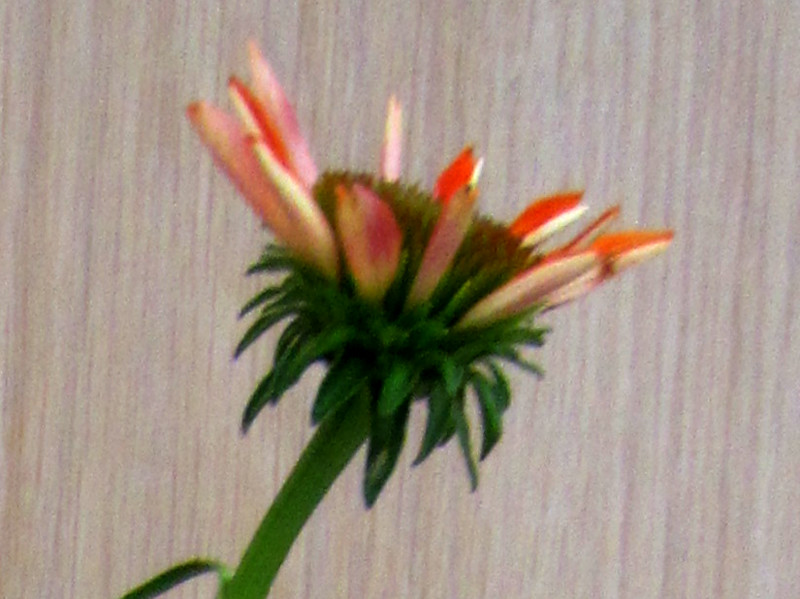 �G�L�i�Z�A�E�v���v���A(Echinacea purpurea)