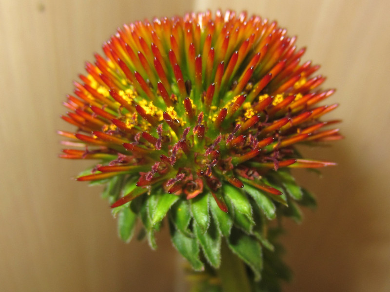 �G�L�i�Z�A�E�v���v���A(Echinacea purpurea)