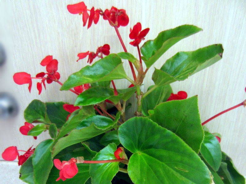 �x�S�j�A�E�h���S���E�B���O(Begonia dragonwing)