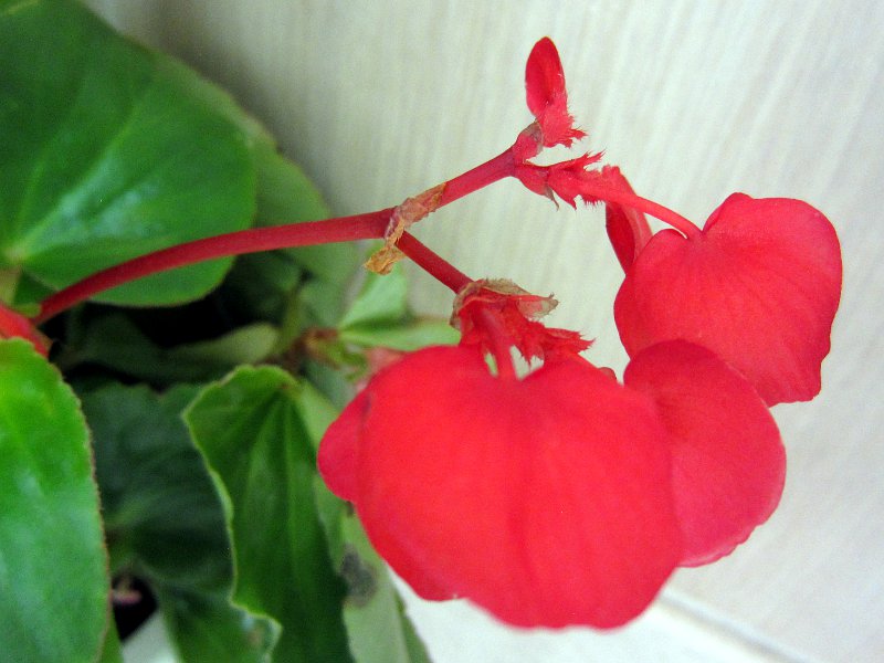 �x�S�j�A�E�h���S���E�B���O(Begonia dragonwing)