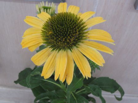 �G�L�i�P�A�E�v���v���A �V���C���X�s���b�g(Echinacea cheyenee spirit)