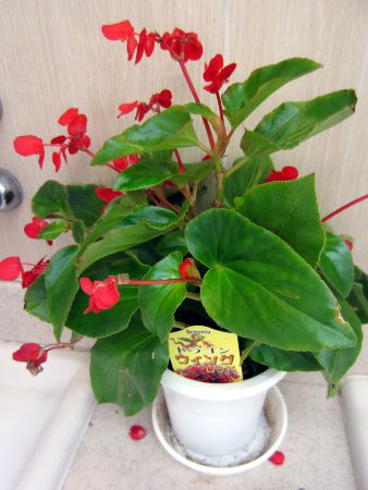 �x�S�j�A�E�h���S���E�B���O(Begonia dragonwing)