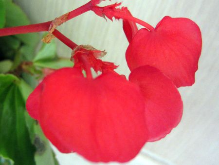 �x�S�j�A�E�h���S���E�B���O(Begonia dragonwing)