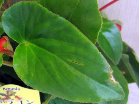 �x�S�j�A�E�h���S���E�B���O(Begonia dragonwing)