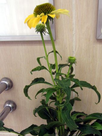 �G�L�i�P�A�E�v���v���A �V���C���X�s���b�g(Echinacea cheyenee spirit)
