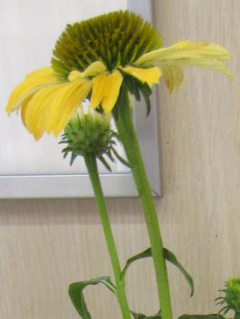�G�L�i�P�A�E�v���v���A �V���C���X�s���b�g�g(Echinacea cheyenee spirit)