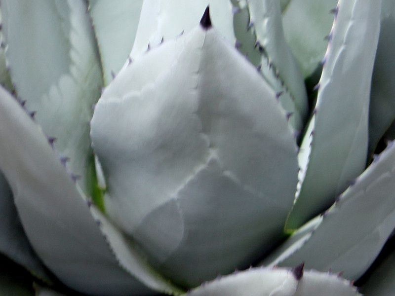 �A�K�x�E�p���[�iAgave parryi�j