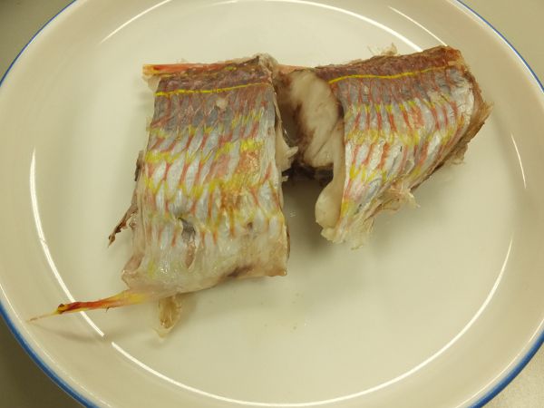 �C�g�����_�C