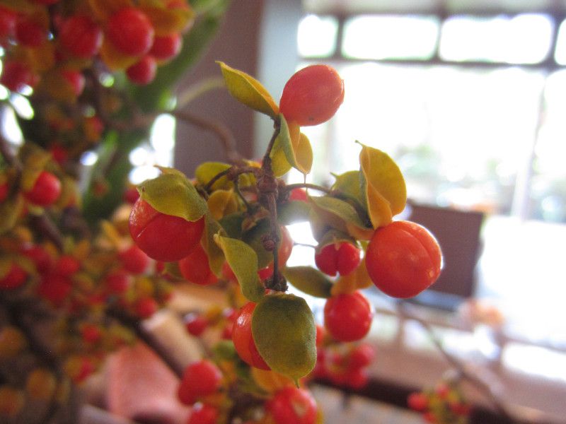 �c���E�����h�L