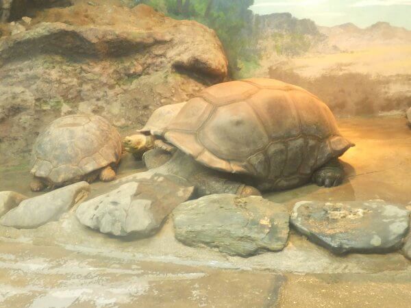 �A���_�u���]�E�K���iAldabra giant tortoise�j