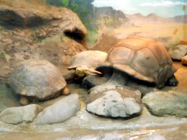 �A���_�u���]�E�K���iAldabra giant tortoise�j