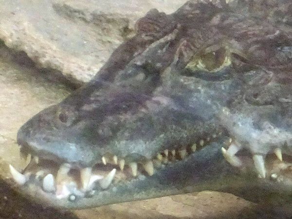 ���K�l�J�C�}���i�ዾCaiman�j