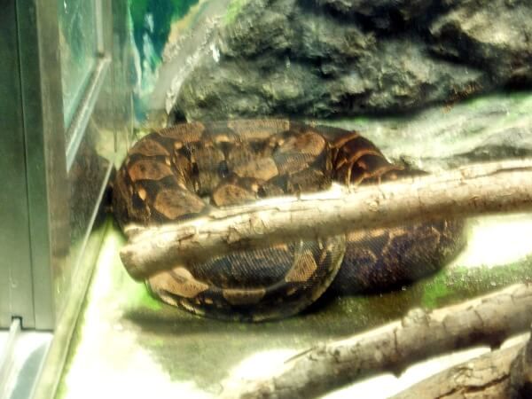 �{�A�R���X�g���N�^�[�iBoa constrictor�j