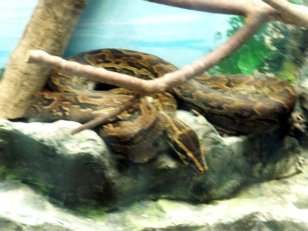 �{�A�R���X�g���N�^�[�iBoa constrictor�j