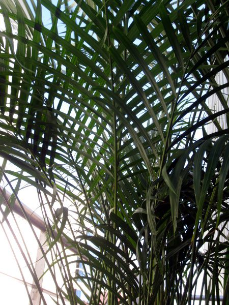 �A���J���V(Areca���q)