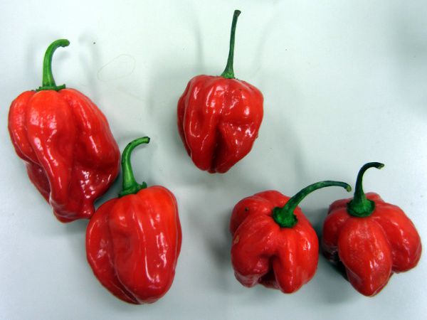 �n�o�l���iHabanero�j��