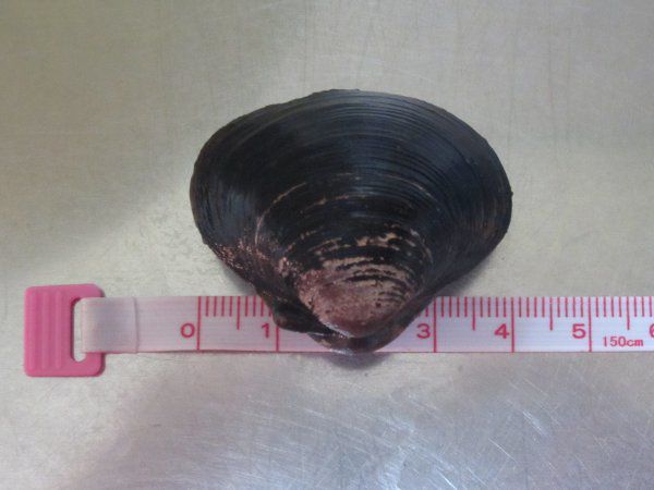���}�g�V�W�~4cm