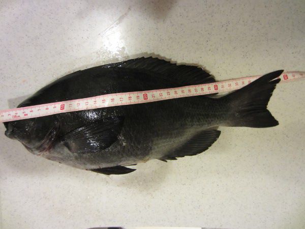 ���W�i40cm