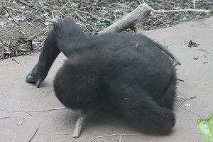 �j�V���[�����h�S�����̎e28