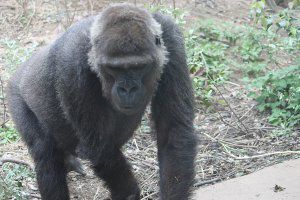 �j�V���[�����h�S�����̕�e40