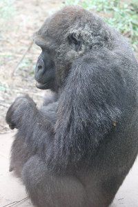 �j�V���[�����h�S�����̕�e41