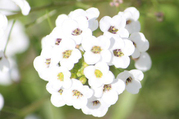 '�X�[�p�[�A���b�T��'�X�m�[�v�����Z�X'