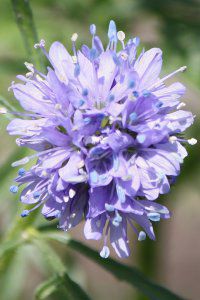 �M���A�E�J�s�^�[�^�iGilia capitata�j