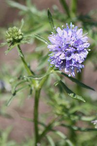 �M���A�E�J�s�^�[�^�iGilia capitata�j