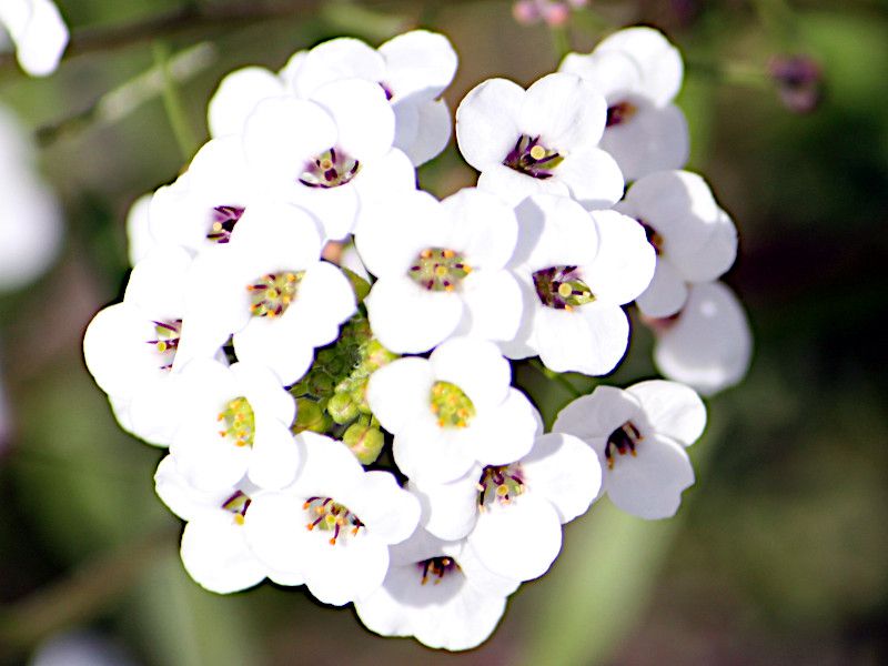 �X�C�[�g�A���b�T��(sweet alyssum)