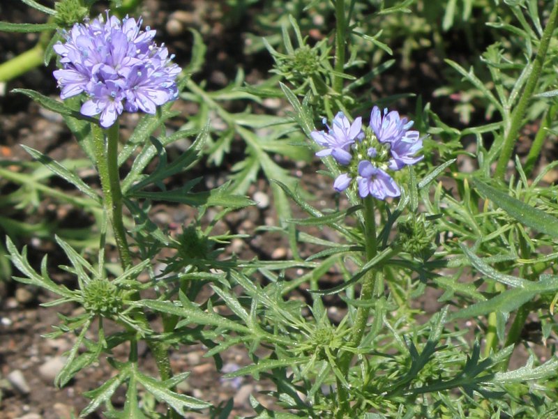 �M���A�E�J�s�^�[�^�iGilia capitata�j