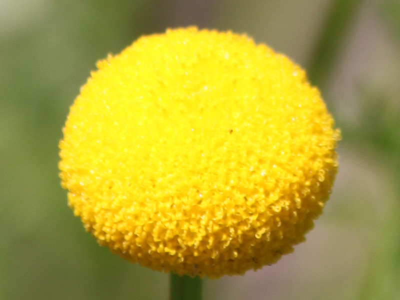 �y���c�B�A