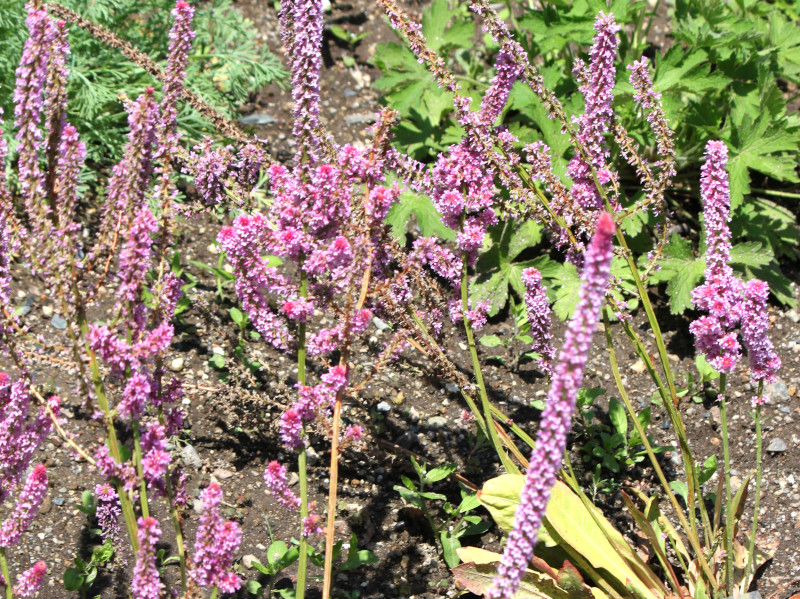 �����j�E���E�X�E�H���E�B�[�iLimonium suworowii�j