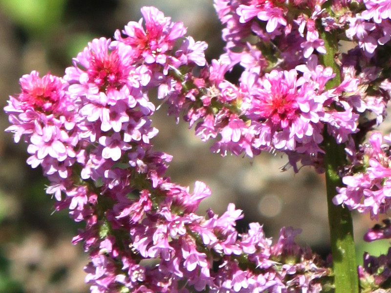 �����j�E���E�X�E�H���E�B�[�iLimonium suworowii�j