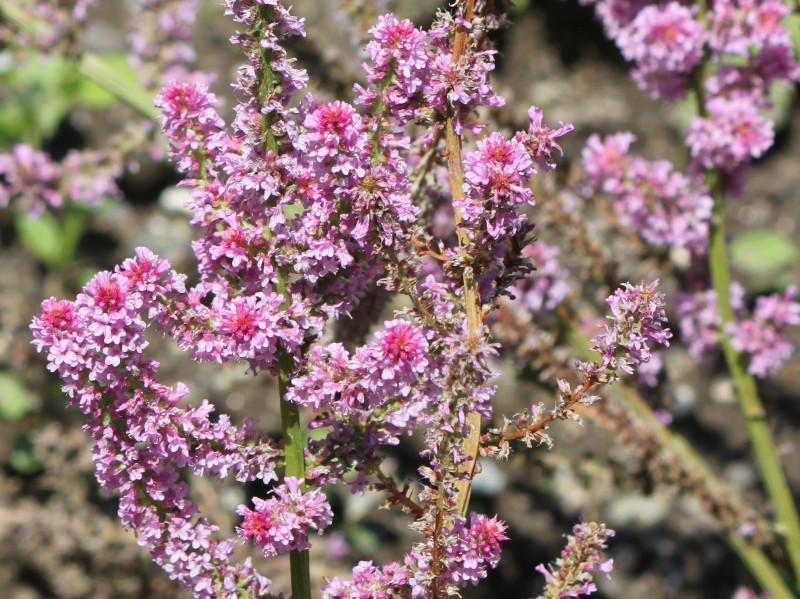 �����j�E���E�X�E�H���E�B�[�iLimonium suworowii�j