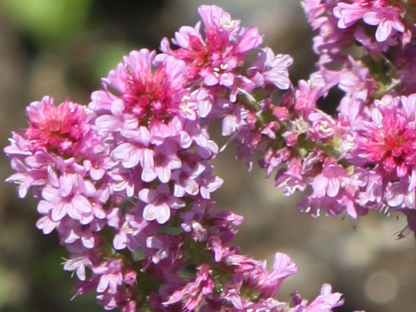 �����j�E���E�X�E�H���E�B�[�iLimonium suworowii�j