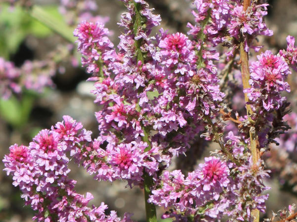 �����j�E���E�X�E�H���E�B�[�iLimonium suworowii�j