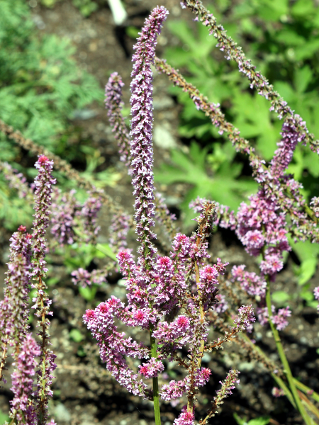 �����j�E���E�X�E�H���E�B�[�iLimonium suworowii�j