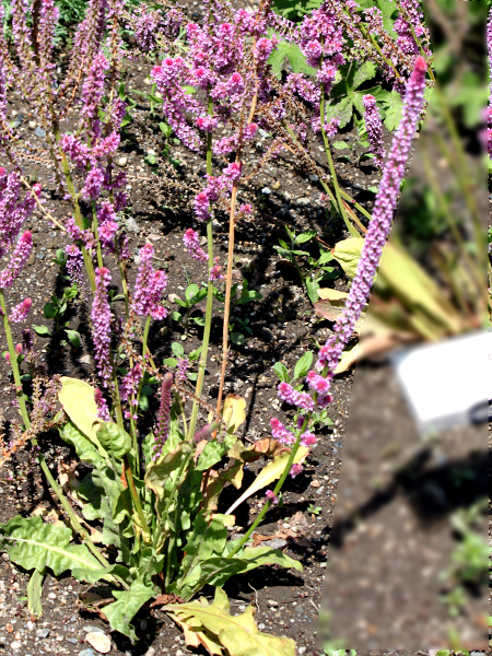 �����j�E���E�X�E�H���E�B�[�iLimonium suworowii�j