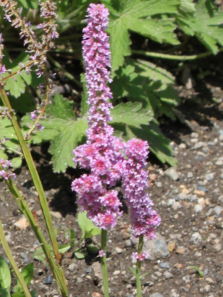 �����j�E���E�X�E�H���E�B�[�iLimonium suworowii�j