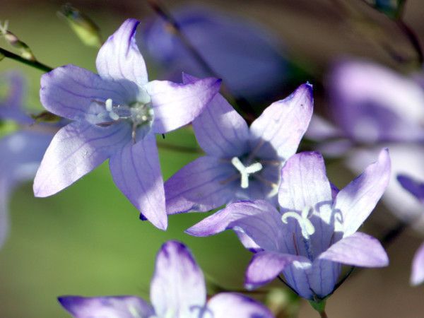 �J���p�j����'���P'