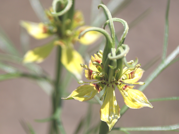 �j�Q���E�I���G���^���X�iNigella orientalis�j