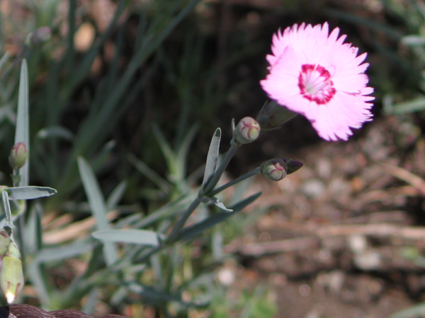 Dianthus plumarius'Sweet Ness'