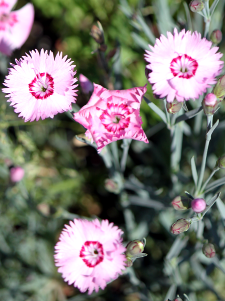 Dianthus plumarius'Sweet Ness'