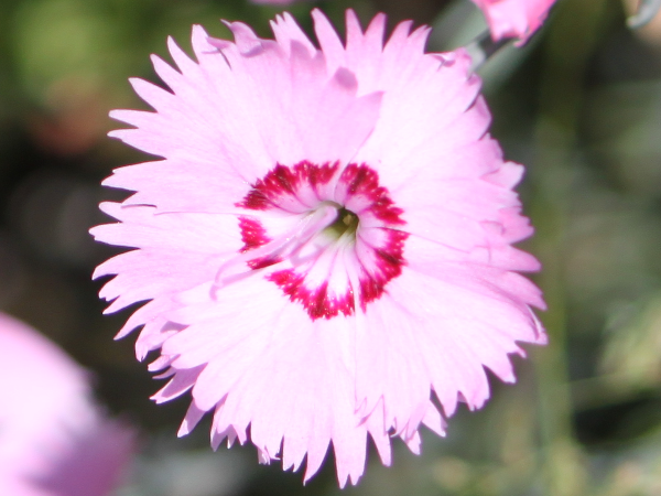 Dianthus plumarius'Sweet Ness'