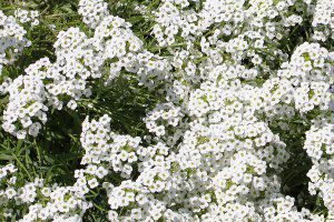 �X�C�[�g�A���b�T�� '�X�[�p�[�A���b�T��'�X�m�[�v�����Z�X'