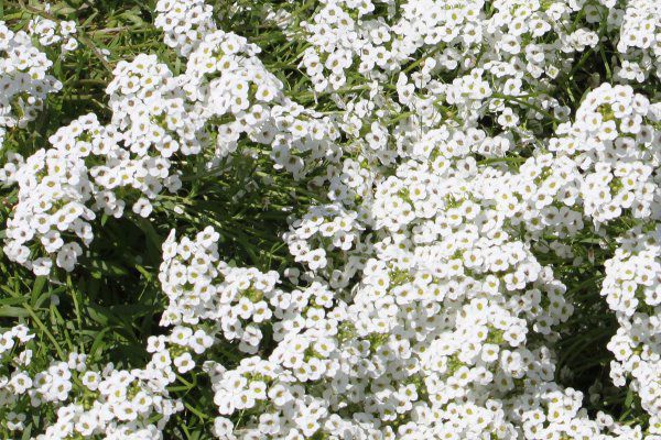 �X�C�[�g�A���b�T���iSweet Alyssum�j